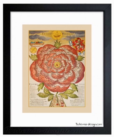 Ilustrace Mapa čech v podobě růže rok 1668 / 30x40 cm