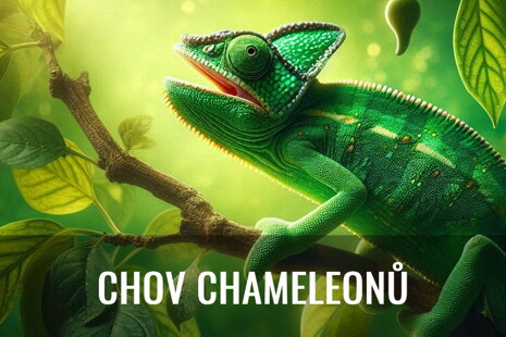 Chov chameleonů 